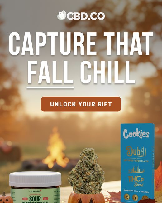 Capture that fall chill: fall's freshest arrivals